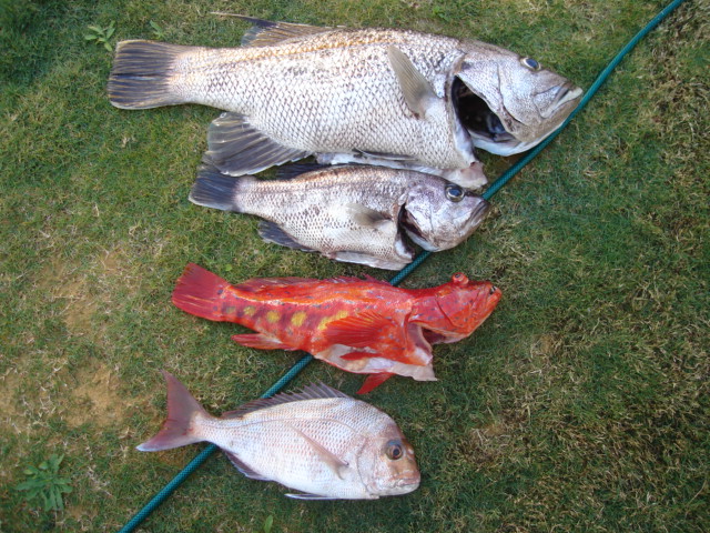 Todays Catch